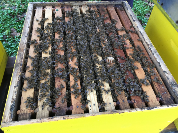 pčelari